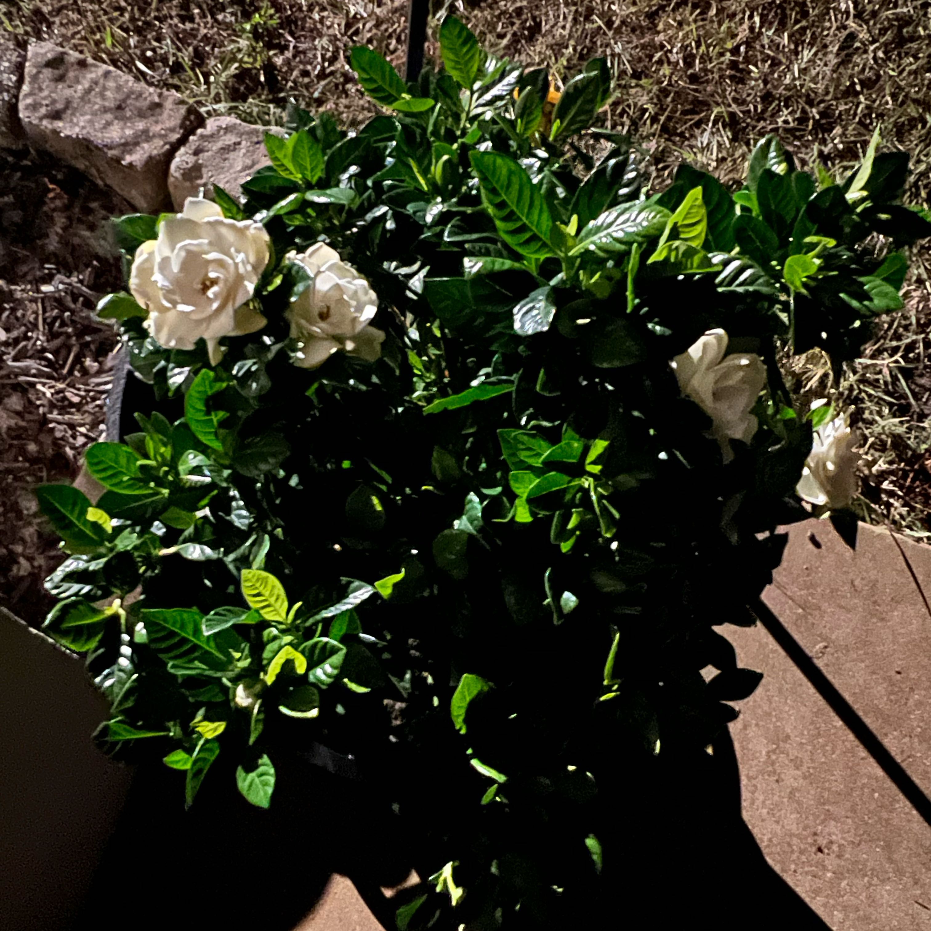 Photo of the plant species Everblooming Gardenia by @HeirSucc35 named Volturi on Greg, the plant care app