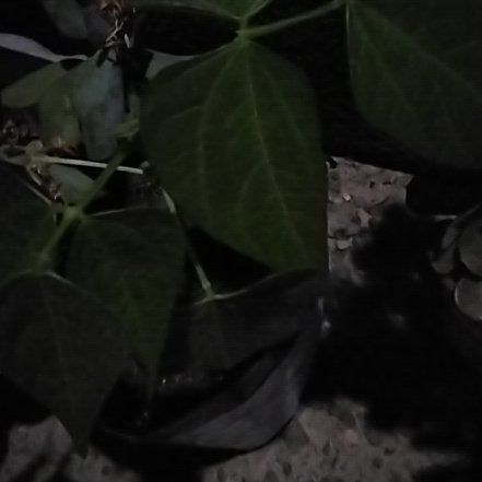 Photo of the plant species Common Bean by @HeroicDecodon93 named Kylie on Greg, the plant care app