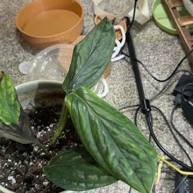 Photo of the plant species Monstera 'El salvador' by @BraveDuwei46 named Austen on Greg, the plant care app