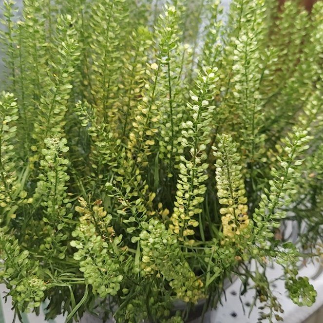 Photo of the plant species Poorman Pepperweed by @StirringMira96 named Girlfrond on Greg, the plant care app