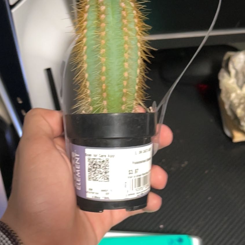 Photo of the plant species Assorted Pilosocereus by @BigSkypilot88 named Tree Diddy on Greg, the plant care app