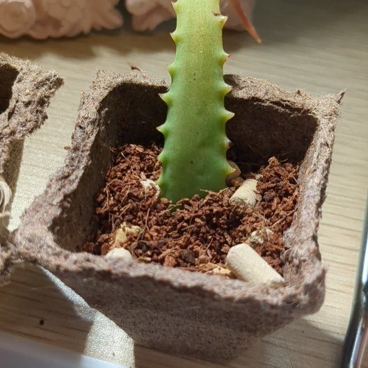 Photo of the plant species Agave 'Lions Mane' by @WizardKaro69 named Treeyoncé on Greg, the plant care app