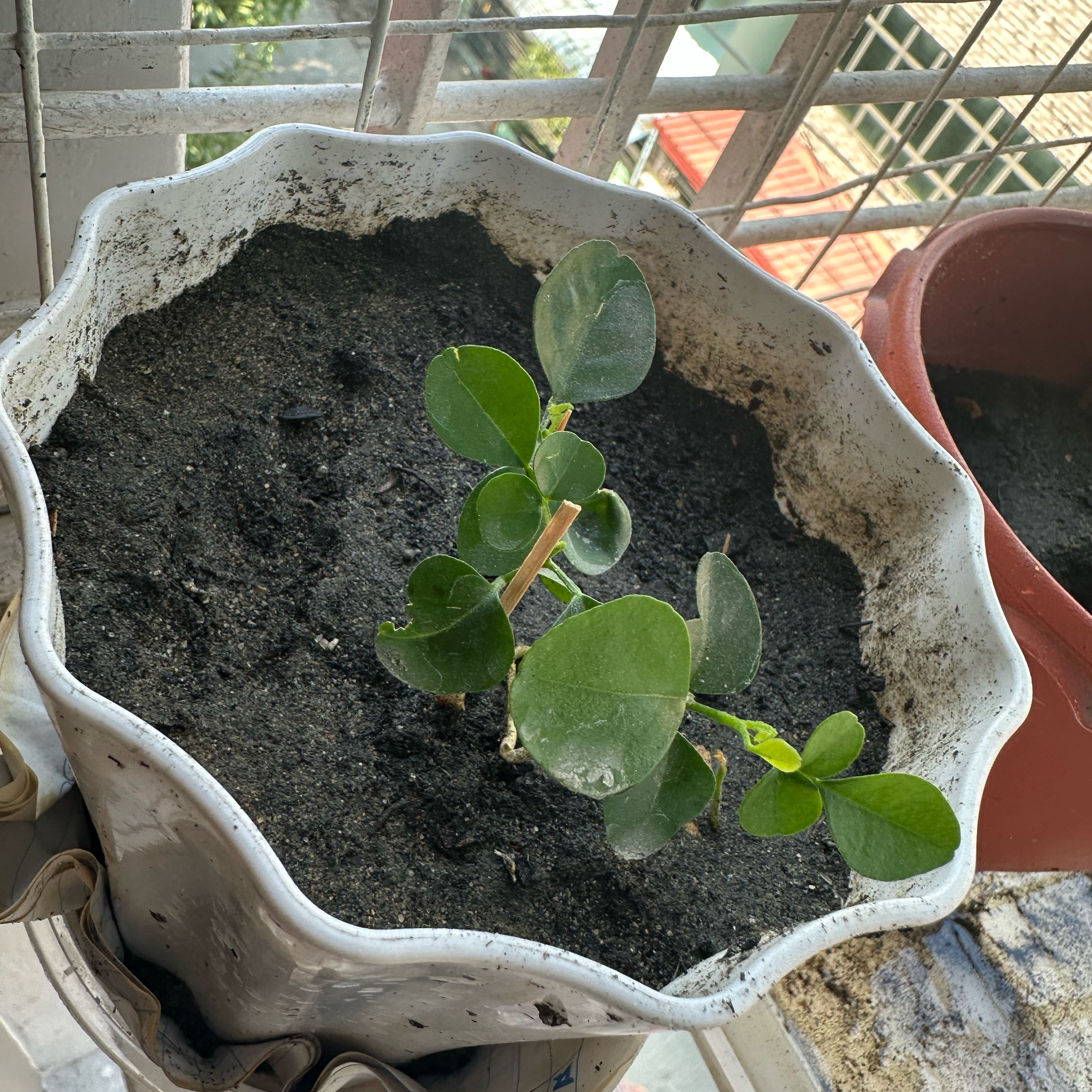 Photo of the plant species Caper Bush by @SpotonAlula1 named Orange jasmine on Greg, the plant care app