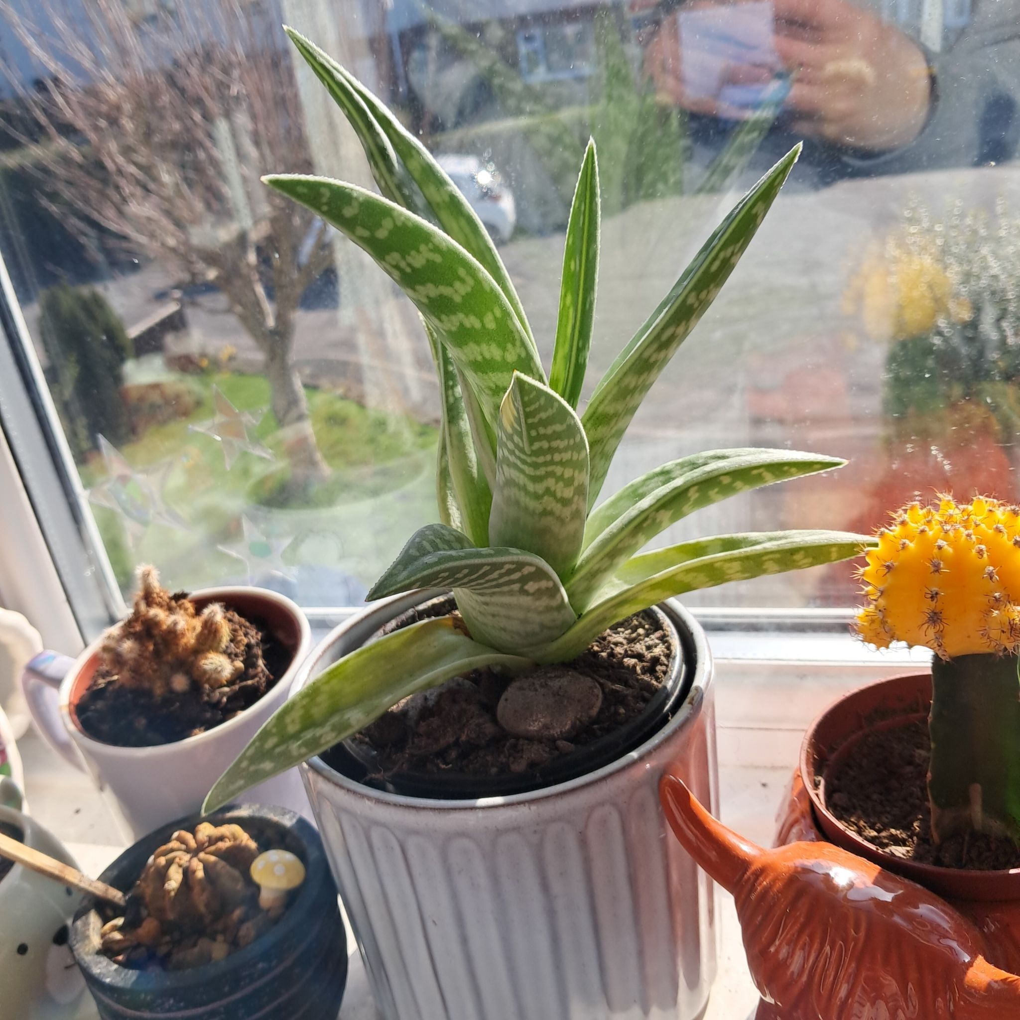 Photo of the plant species Aloe ausana by @Abidello named Dame stripey spikes on Greg, the plant care app