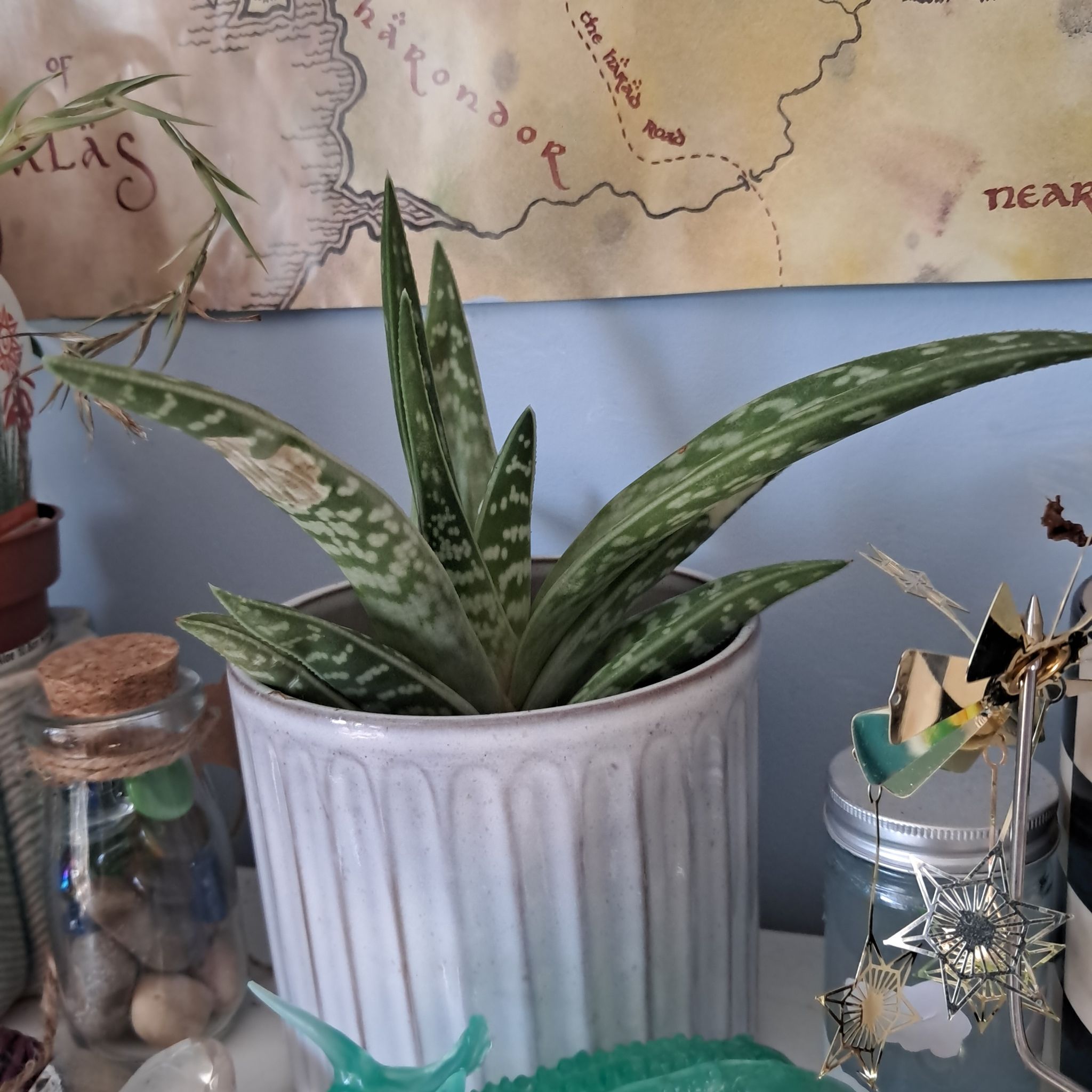 Photo of the plant species Aloe ausana by @Abidello named Dame stripey spikes on Greg, the plant care app
