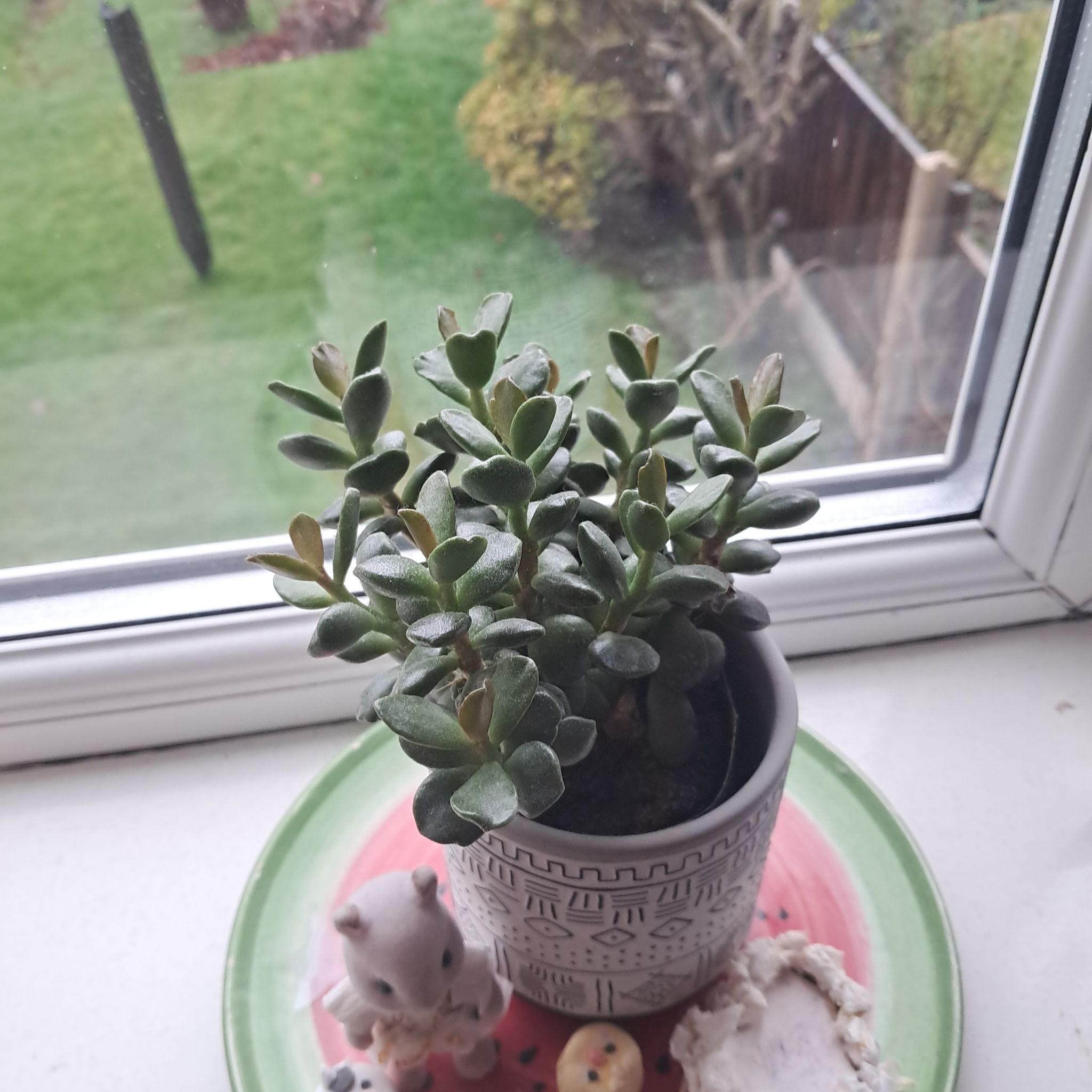 Photo of the plant species Plover Eggs Plant by @Abidello named Lady  Lublub on Greg, the plant care app