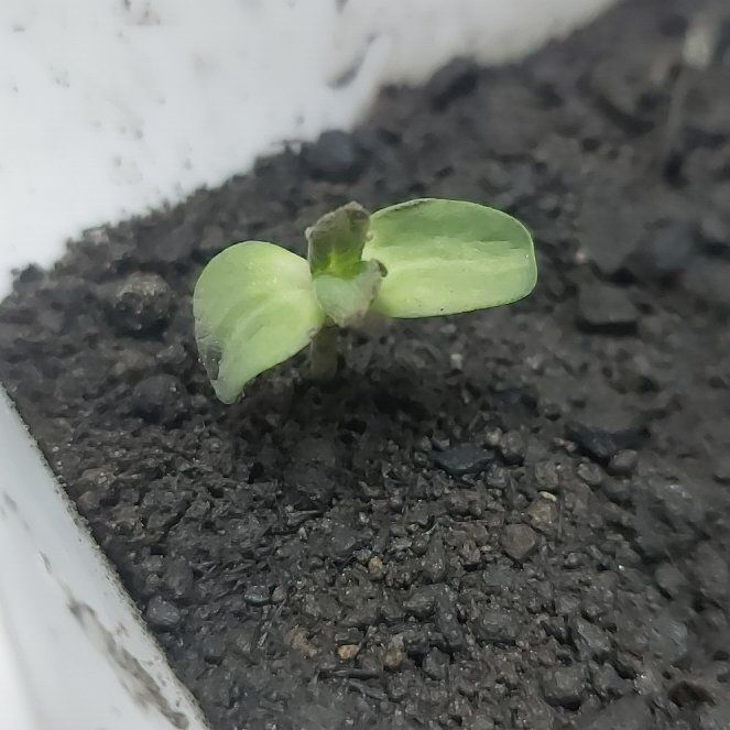 Photo of the plant species Dwarf Sunflower by @GleamingRose named Mollie on Greg, the plant care app