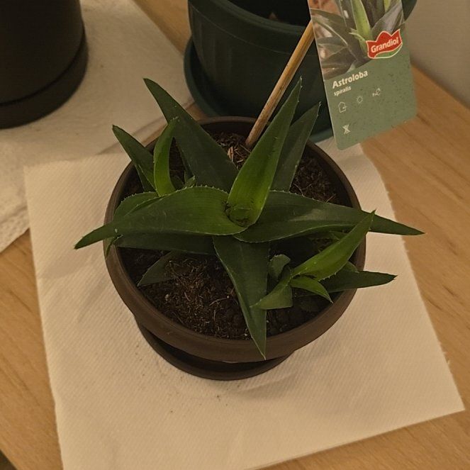 Photo of the plant species Woolly torch by @CozyOakmoss33 named Nithin on Greg, the plant care app