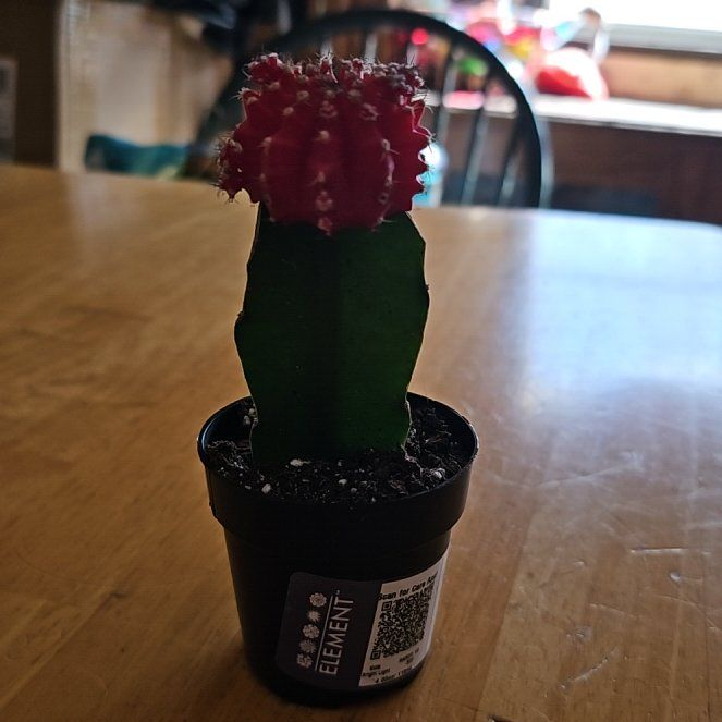Photo of the plant species Grafted Cacti by @SunnyCoconut83 named Spike on Greg, the plant care app