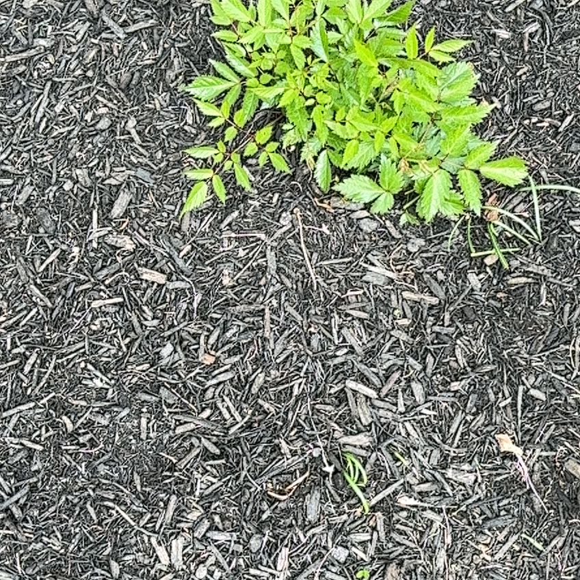 Photo of the plant species Buck's-Beard by @AceDuwei37 named Beyonce on Greg, the plant care app