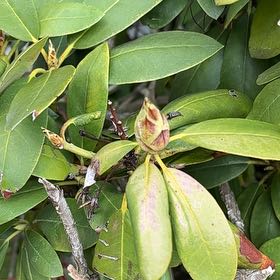 Photo of the plant species Great Laurel by @AceDuwei37 named Lavender on Greg, the plant care app