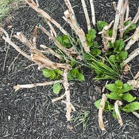 Photo of the plant species Field Horsetail by @AceDuwei37 named Duke on Greg, the plant care app