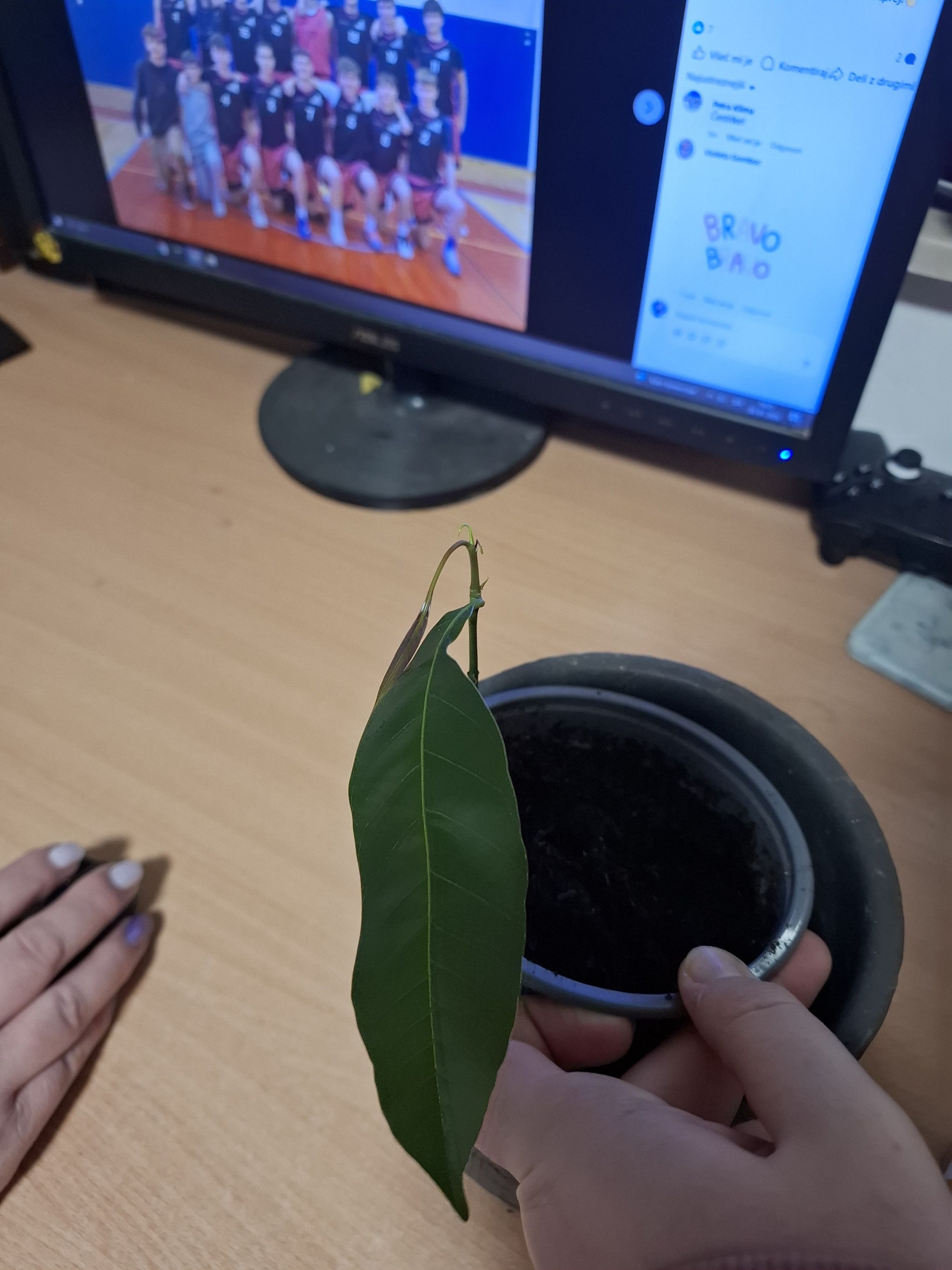 Photo of the plant species Keitt Mango Tree by @ImmenseBetel2 named Muhammad Ali on Greg, the plant care app