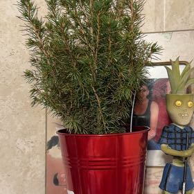 Photo of the plant species Dwarf Alberta Spruce by @IdolJellycup57 named Xena on Greg, the plant care app