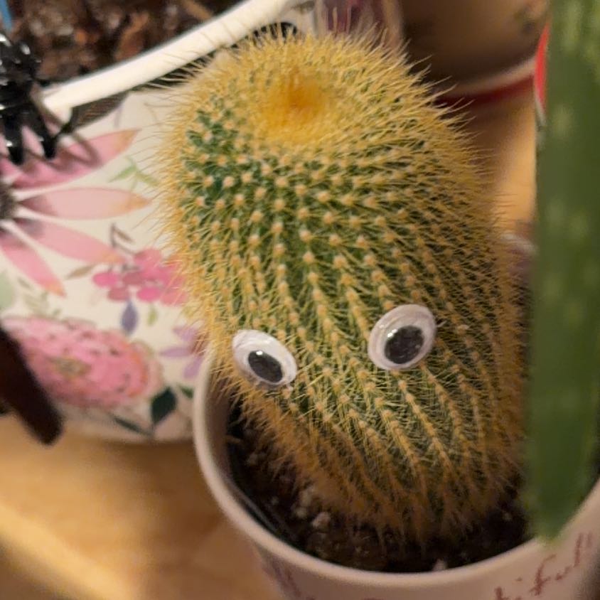 Photo of the plant species Compass Barrel Cactus by @IdolJellycup57 named Nithin on Greg, the plant care app