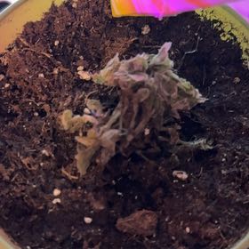 Photo of the plant species Living-Rock by @DeanNeslia64 named Dolores on Greg, the plant care app