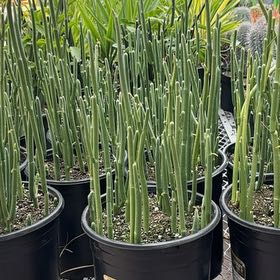 Photo of the plant species Slipper Plant by @GeniusCatpalm11 named Apollo on Greg, the plant care app