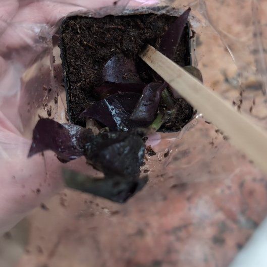 Photo of the plant species Skunk Cabbage by @ZestyDuranta4 named Sproutacus on Greg, the plant care app