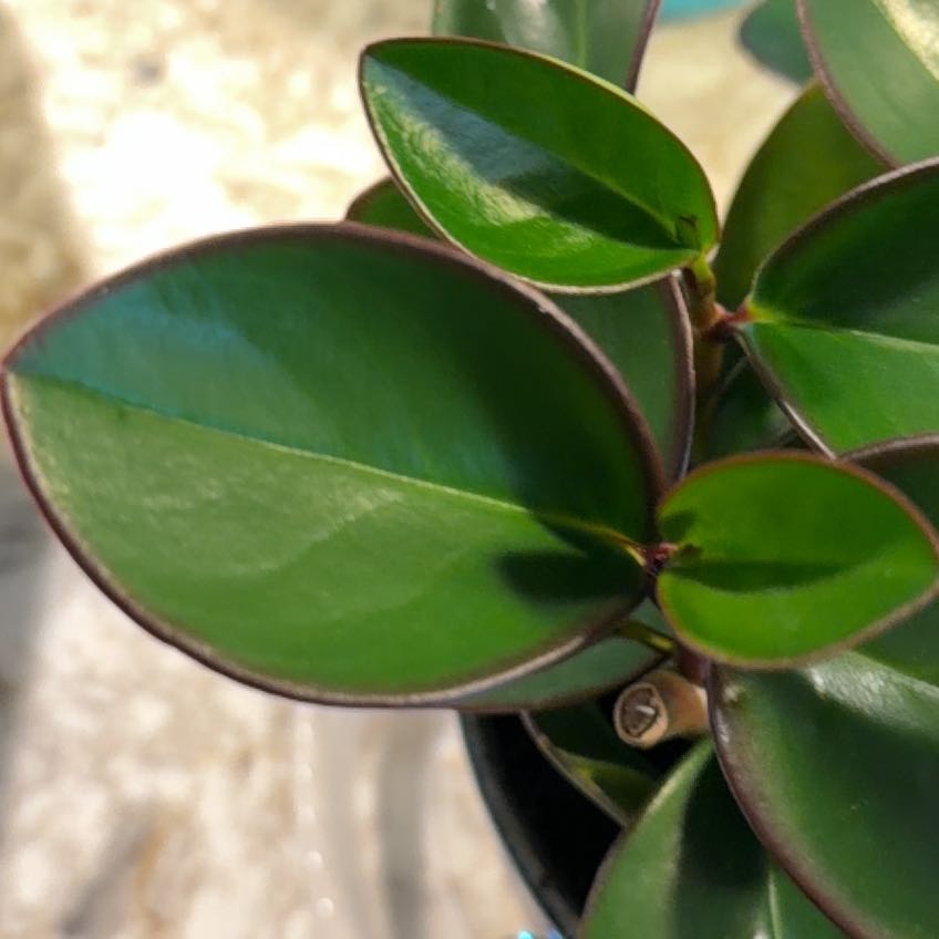 Photo of the plant species Peperomia Red Edge by @BeefyTarbush81 named Hamilton on Greg, the plant care app