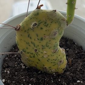 Photo of the plant species Prickley Pear Varigated by @PetBacchus47 named Denali on Greg, the plant care app