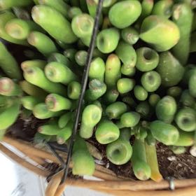 Photo of the plant species Chenet by @ExactCapemay94 named Aristotle on Greg, the plant care app