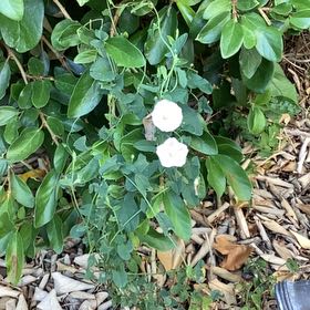 Photo of the plant species Corn Bind by @ExactCapemay94 named Aria on Greg, the plant care app