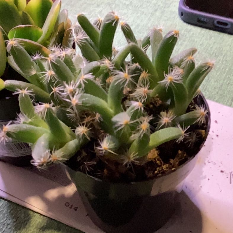 Photo of the plant species Miniature Desert Rose by @ExactCapemay94 named Tolkien on Greg, the plant care app