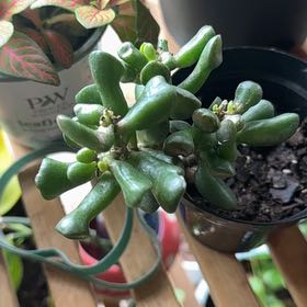 Photo of the plant species Crassula 'Ogre Ears' by @amandasgarden named Forrest on Greg, the plant care app