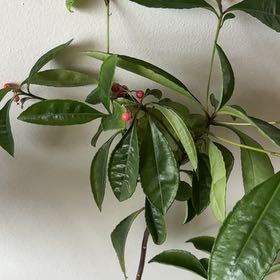 Photo of the plant species Christmas Berry by @YokeRedsky73 named Luna on Greg, the plant care app