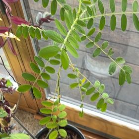 Photo of the plant species African Senna by @YokeRedsky73 named Figyonce on Greg, the plant care app