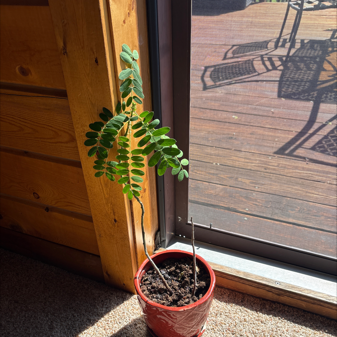 Photo of the plant species African Senna by @YokeRedsky73 named Clooney on Greg, the plant care app