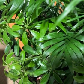 Photo of the plant species Florida Arrowroot by @TryPignut29 named Orlando Bloom on Greg, the plant care app