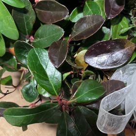 Photo of the plant species Eastern Teaberry by @TryPignut29 named Athena on Greg, the plant care app