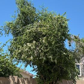 Photo of the plant species Ceder by @Alhamdaniali043 named Wall-E on Greg, the plant care app