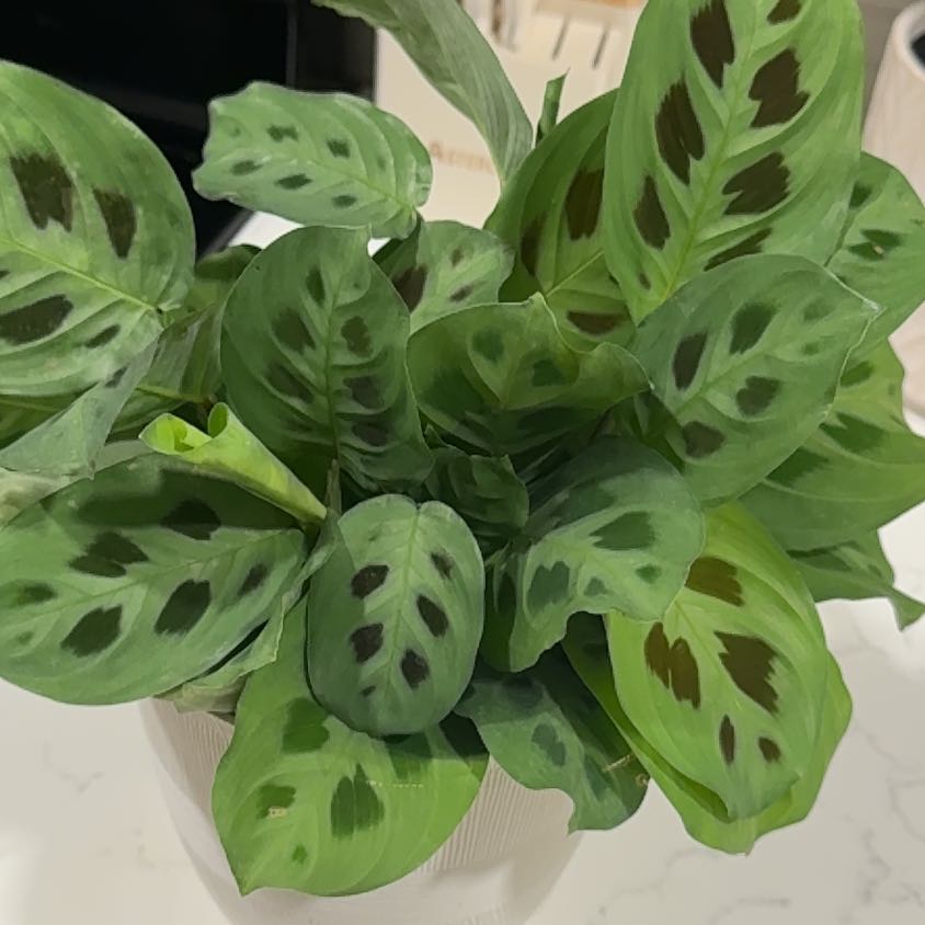 Photo of the plant species Maranta Prayer Plant by @BossKaramu89 named Plato on Greg, the plant care app