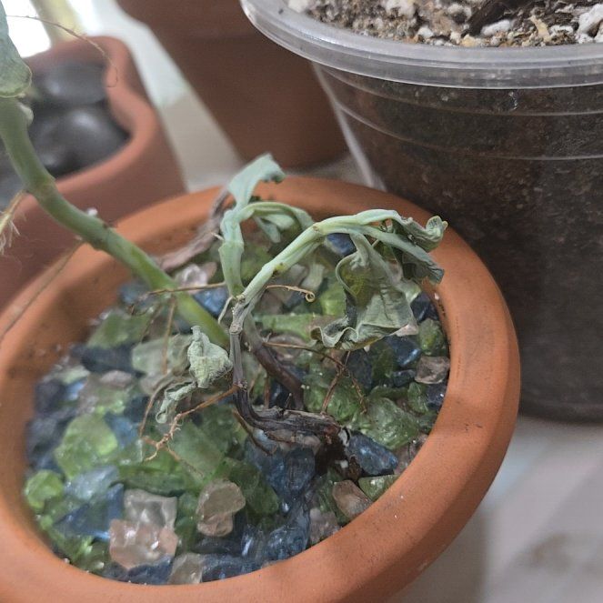 Photo of the plant species Kalanchoe 'Stained Glass' by @ClubbyJade53 named Sanders on Greg, the plant care app