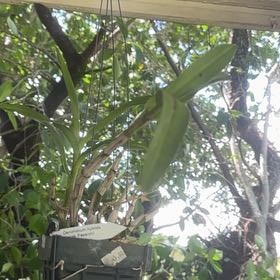 Photo of the plant species Cockleshell Orchid by @BoldGardenia87 named Sonora on Greg, the plant care app