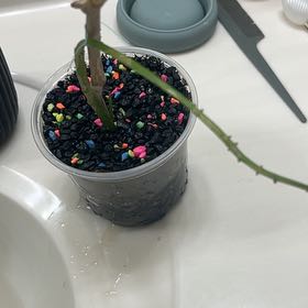 Photo of the plant species Cactus Orchid by @SturdyMarimo3 named Figyonce on Greg, the plant care app