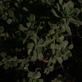 Photo of the plant species Lesser Londonpride by @DinkumGreenbark named Shakira on Greg, the plant care app