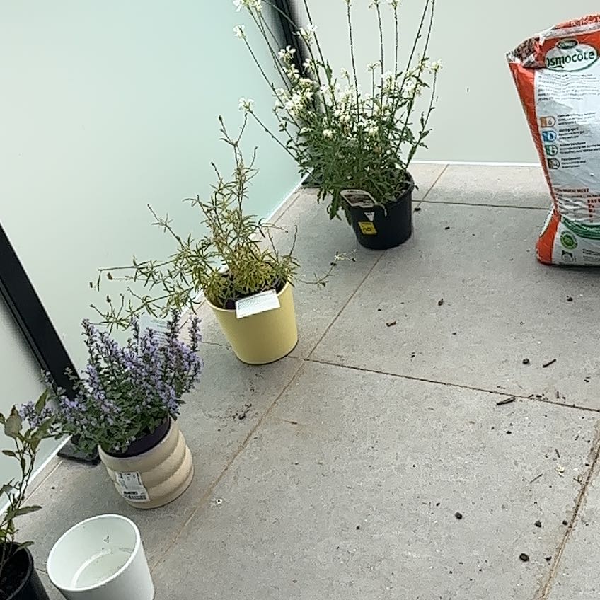 Photo of the plant species White Potato Vine by @PrimoGarlic92 named Sanders on Greg, the plant care app