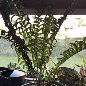 Photo of the plant species Inland Leatherfern by @ChicFilbert93 named Captain Plant-it on Greg, the plant care app