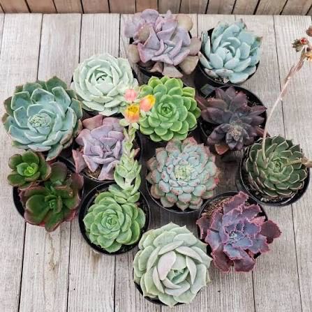 Photo from the post