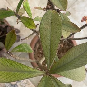 Photo of the plant species African Milk Bush by @SultryHeather92 named Gobi on Greg, the plant care app