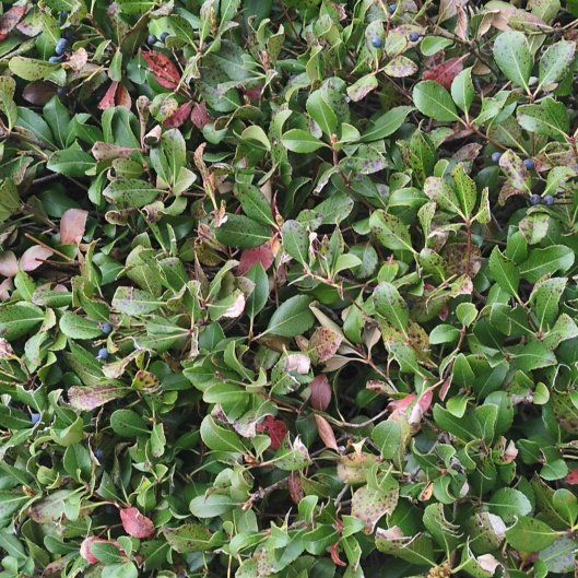 Photo of the plant species Kinnikinnick by @PeakCentro91 named Bruce Lee on Greg, the plant care app