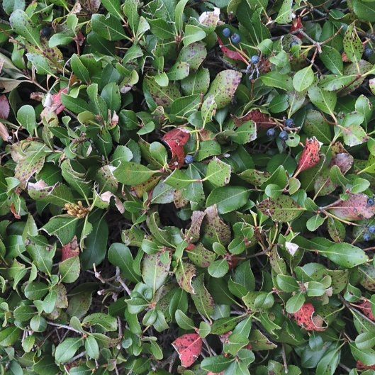 Photo of the plant species Kinnikinnick by @PeakCentro91 named Sanders on Greg, the plant care app