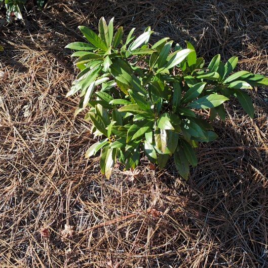 Photo of the plant species Spurgelaurel by @PeakCentro91 named Surya on Greg, the plant care app