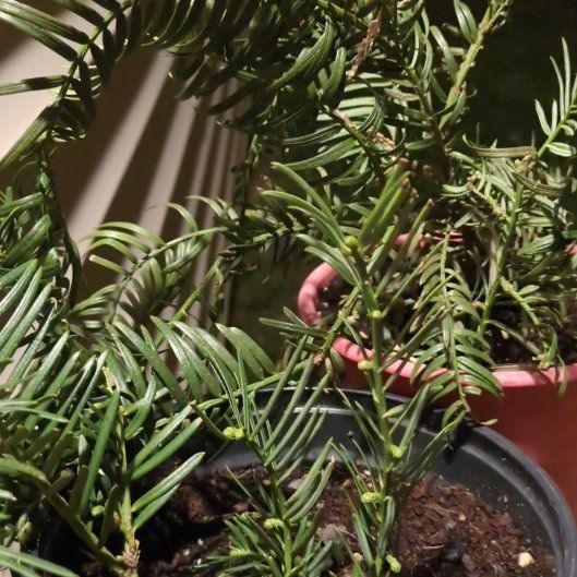 Photo of the plant species Japanese Plum Yew by @PeakCentro91 named Nemo on Greg, the plant care app