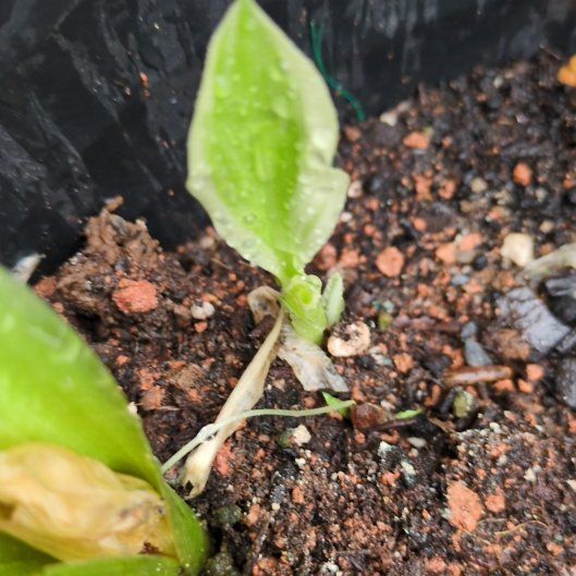 Photo of the plant species Hosta 'Patriot' by @PeakCentro91 named Forrest on Greg, the plant care app