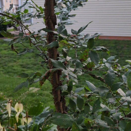 Photo of the plant species Siberian Elm by @PeakCentro91 named Captain Plant-it on Greg, the plant care app