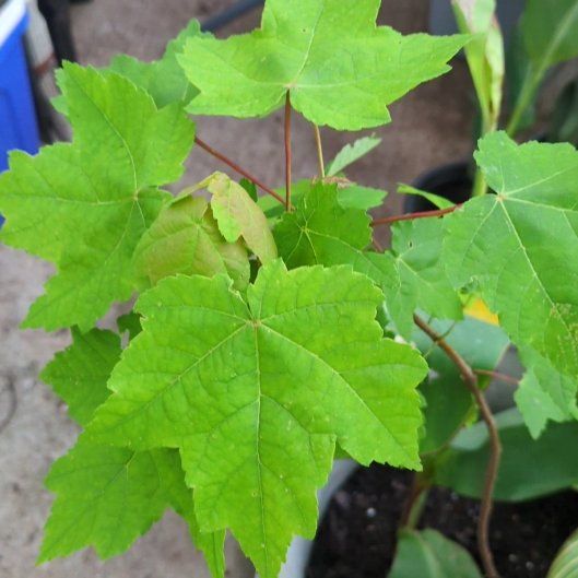 Photo of the plant species Acer Rubrum by @PeakCentro91 named Spike Leaves on Greg, the plant care app